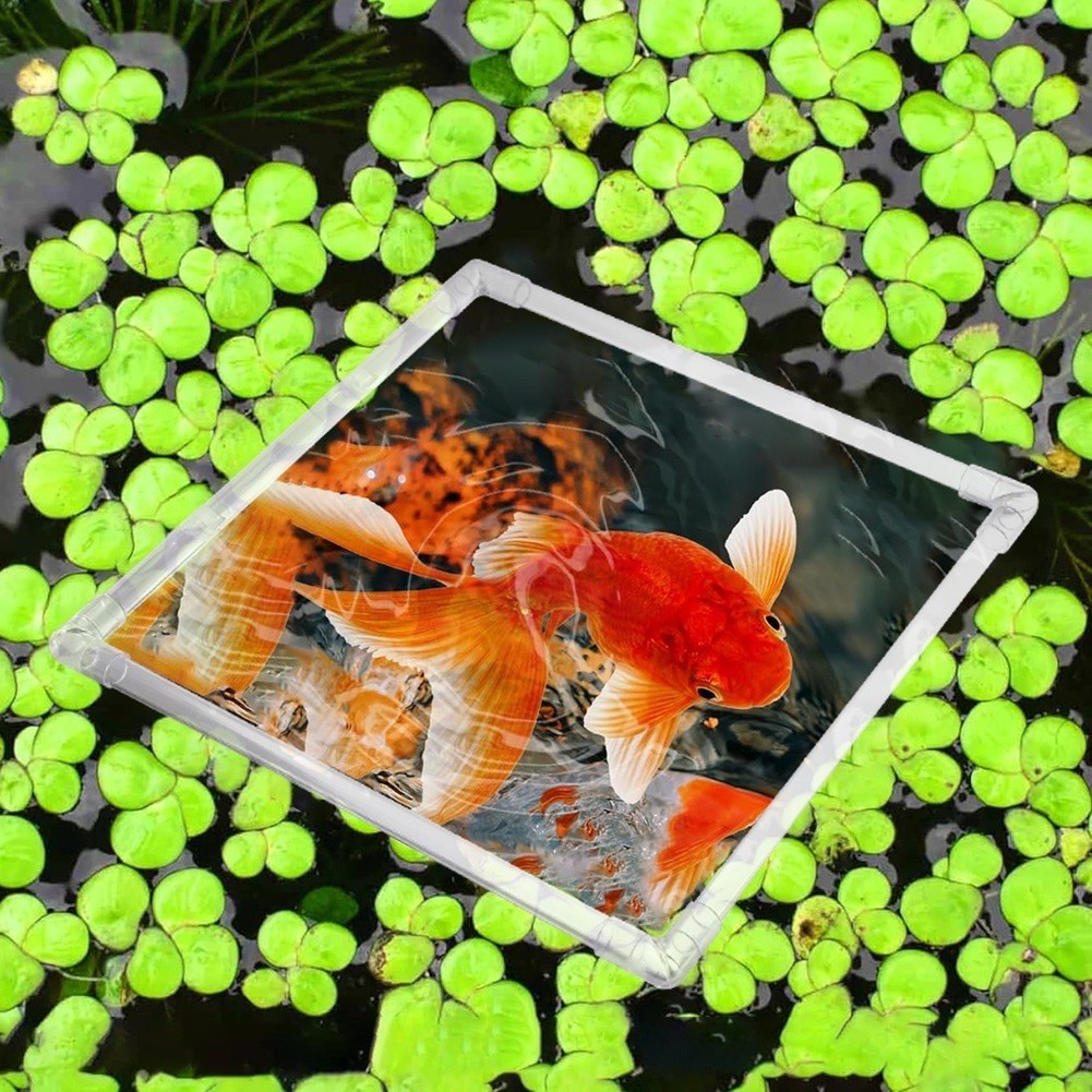 Pływająca osłona na rośliny ak – Aquarium Fish Zone recenzja i cena
