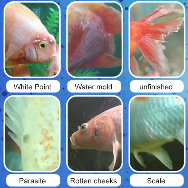 Leczenie chorób ryb SIKEZHAN i – Aquarium Fish Quality recenzja i cena