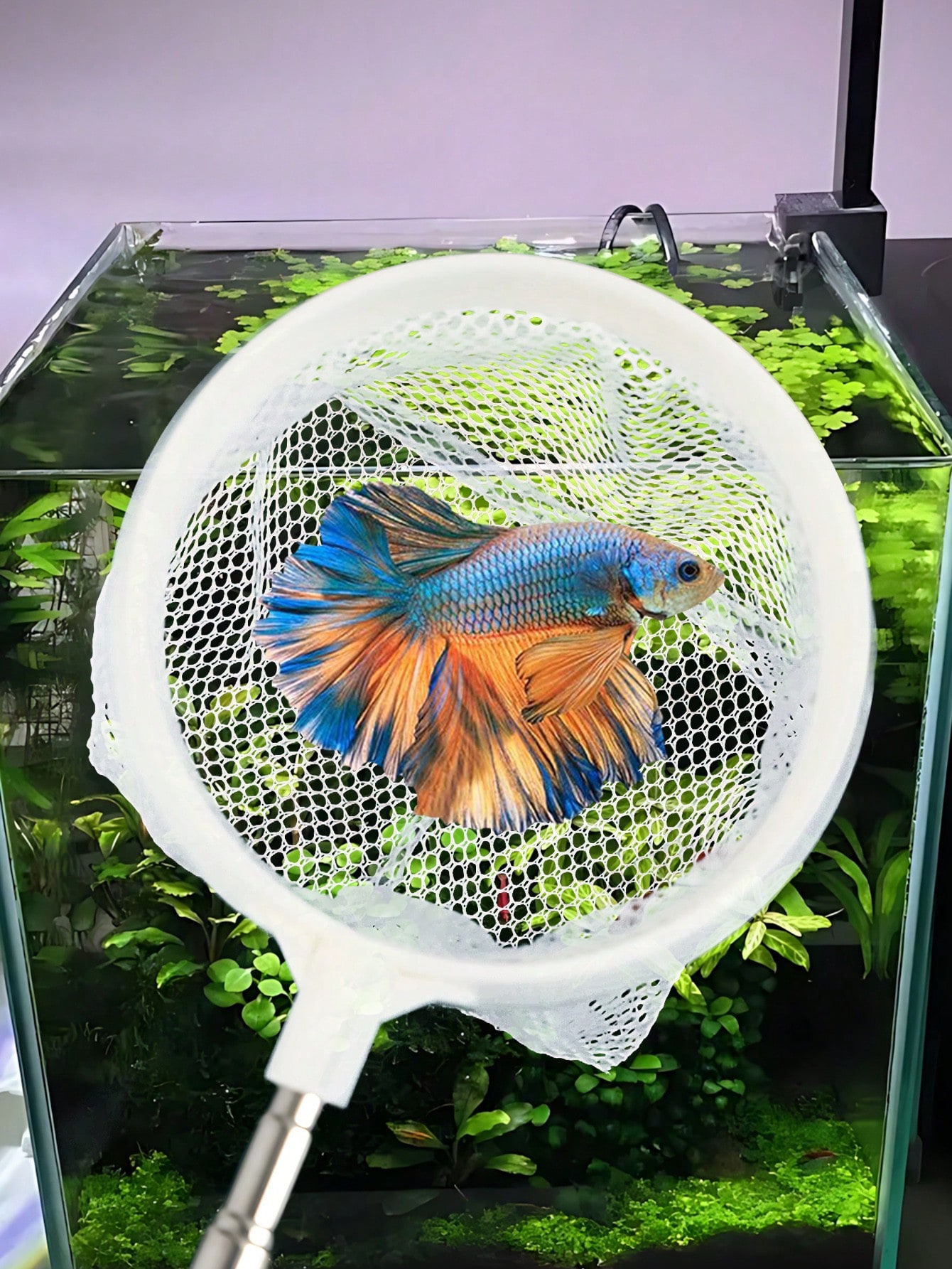 Siatka do akwarium - wysuwana, – Aquarium Fish Net recenzja i cena